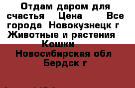 Отдам даром для счастья. › Цена ­ 1 - Все города, Новокузнецк г. Животные и растения » Кошки   . Новосибирская обл.,Бердск г.